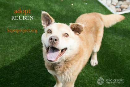 Loving 7 yr. old Chow mix (Reuben) dog 75 lbs. small adoption fee (United States)