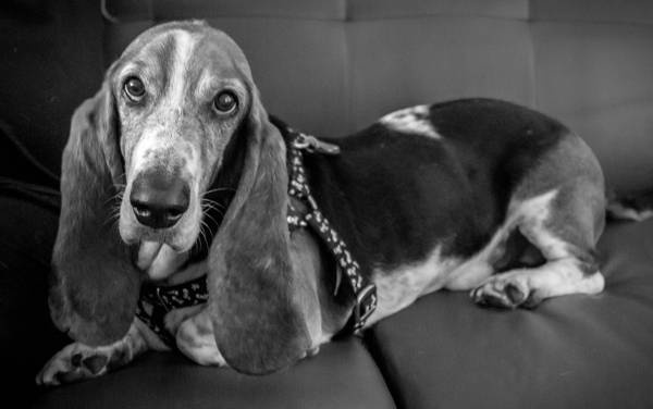 Loving basset hound free to a good home (Decatur)