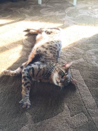 Loving Bengal cat in need of home (SOMA  south beach)