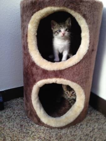 Loving kittens looking for a forever home (Fargo Area)