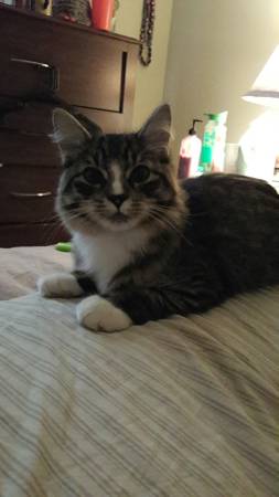 Loving long haired Male tabby needs re