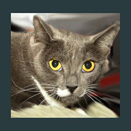 LOYAL TIMOTHY THE CAT IS LOOKING FOR LOVE (WEST HOLLYWOOD)
