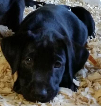 lyal black Labrador retriever pup