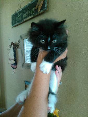 MAINE COON KITTENS