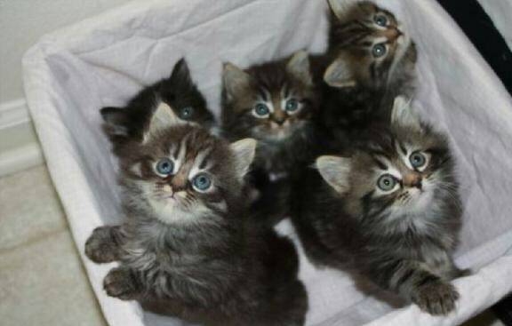 Maine coon kittens (hollywood)
