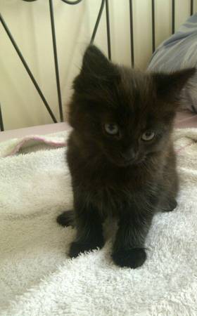 Mainecoone kittens for rehoming (Ri)