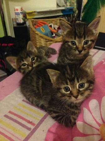Mainecoone kittens (Taunton , mass.)