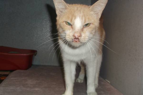 Malakai senior kitty with deformed mouth needs a home (north fort worth)