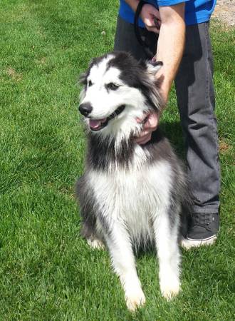 Malamute Husky mix (Westminster)