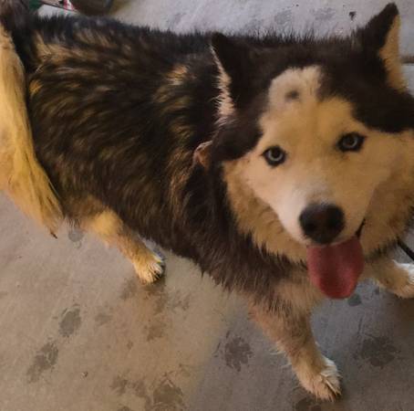 Hoping to adopt a Golden Retriever (North End, Boise)