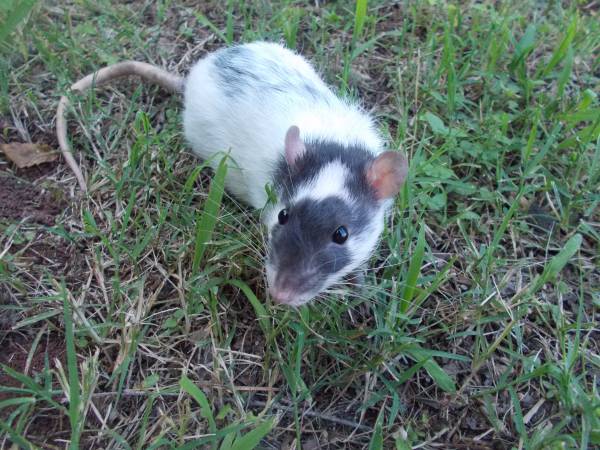 Male and female Dumbo rats (shawnee)