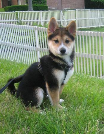 Male and Female Shiba Inu  puppies For Rehoming