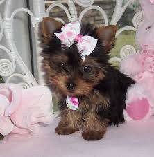 Male And Female Yorkie Pups For Adoption
