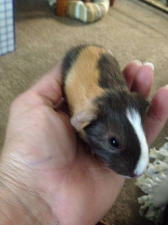 Male baby calico smooth haired guinea pig (Medina)