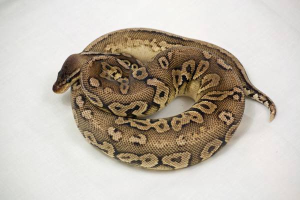 Male Ball Python