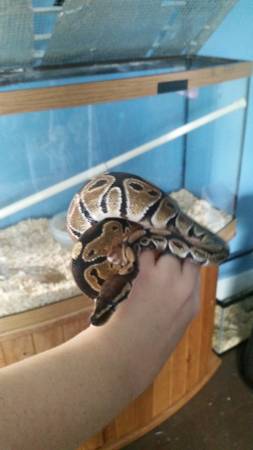 Male Ball Python with Tank