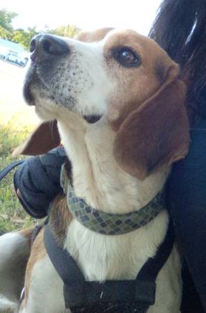 Male beagle, Still Missing (Fort Worth)