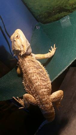 male bearded dragon (anchorage)