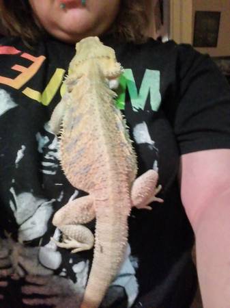 Male bearded dragon (council bluffs)