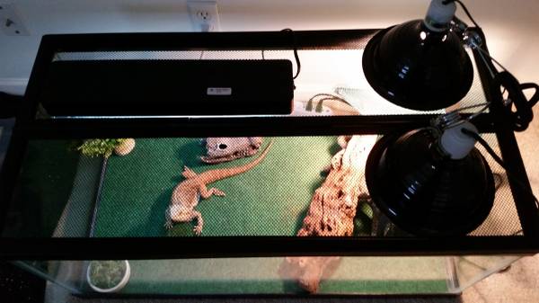 Male Bearded Dragon with full set up (Bellevue)