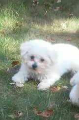 Male Bichon Poo Puppy (Detroit)