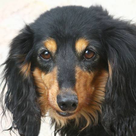 male, black and brown Dachshund.Or black and white long haired chiuah (Unknown)