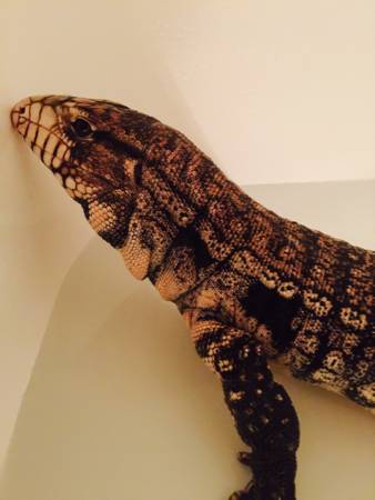 Male black and white Tegu (St. Cloud)