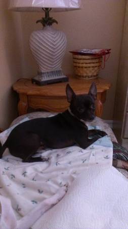 Male black chihuahua still missing (state streets)