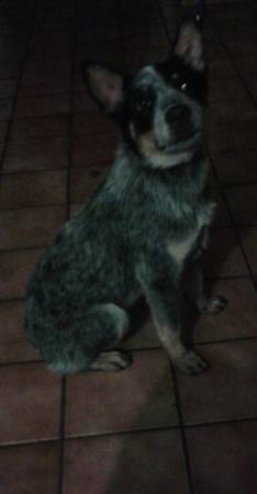 Male Blue Healer (7month old) (Polo Mo)