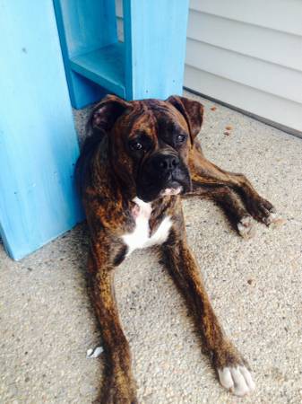 Male boxer for rehoming