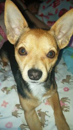 male chihuahua (clermont)