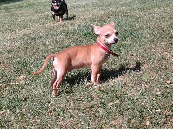 Male Chihuahua pup