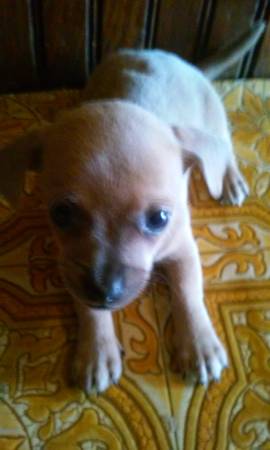 Male Chihuahua Puppy (Pawtucket)