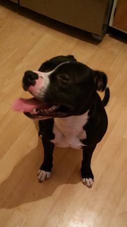 Male dog found near Aldi Westland (Westland)