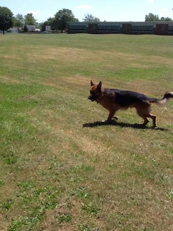 Male German Shephard AKC Cert Available for Breeding (Aberdeen)