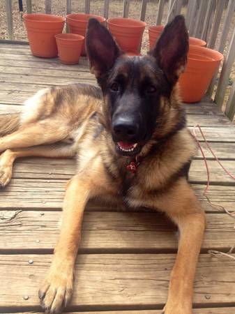 Male German shepherd