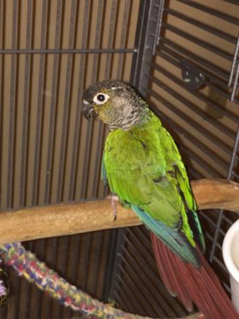 Male green cheek conure.