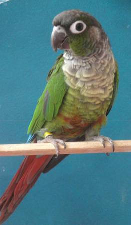 Male Green Cheeked Conure Parrot (Midwest)