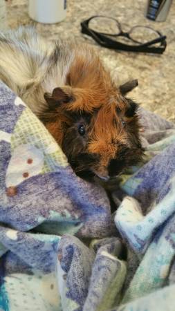 male guinea pig (nampa)