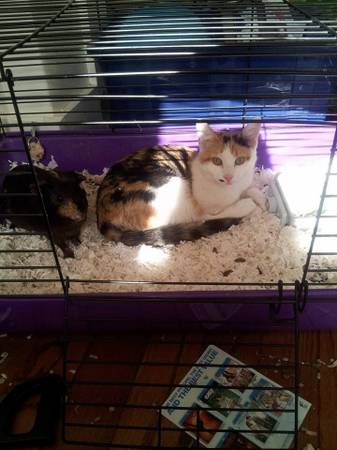 Male guinea pig (Waukesha)