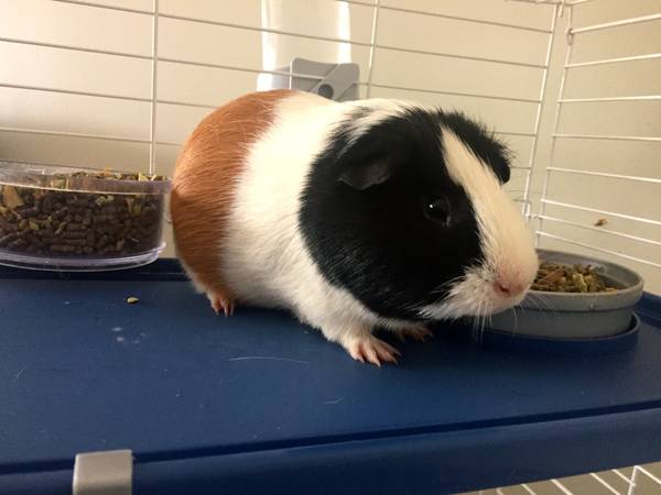 Male Guinea Pigs Need New, Loving Home