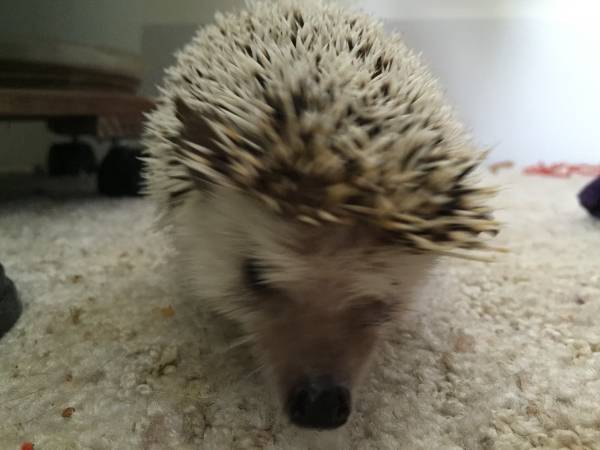 Male Hedgehog for re