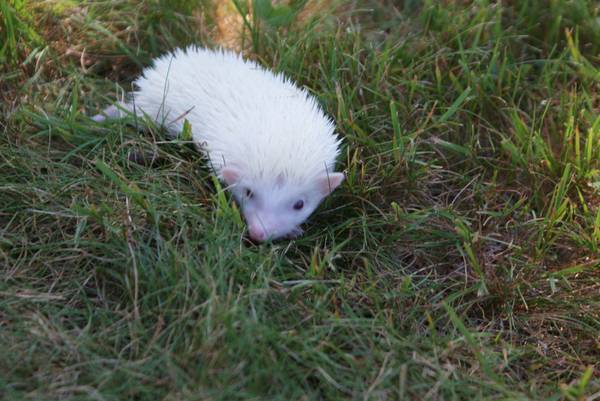 male hedgehog (South Coast)