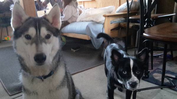 Male husky LOST (40th and Lynn)