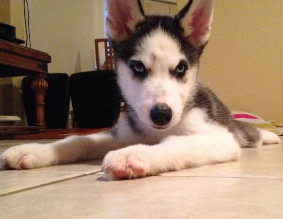 Male husky puppy