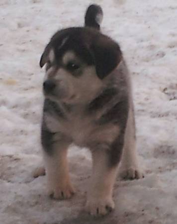 male HuskyShepherd mix puppy