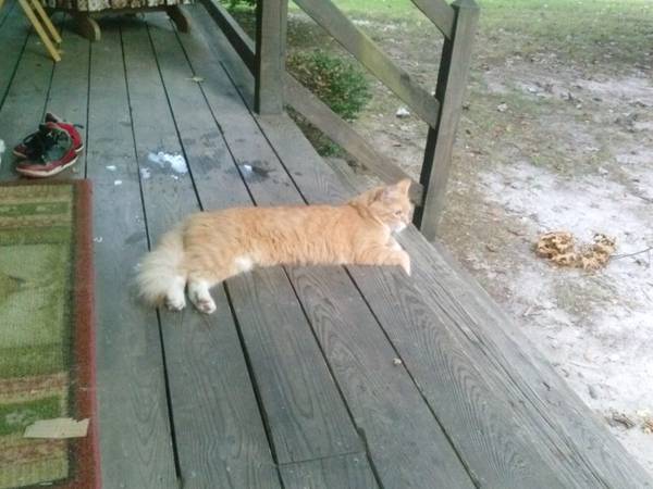 male kitty (chesterfield)