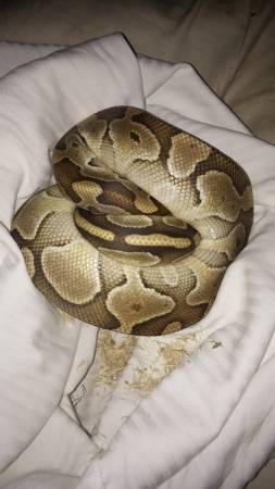 male lesser ball python (lawrenceburg)