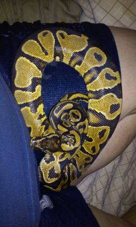male lesser, female yellowbelly ball pythons (United States)