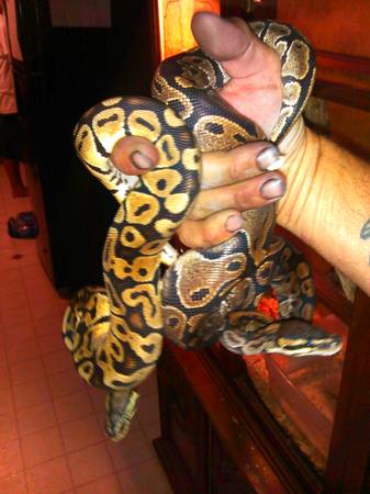 male pastel and female normal ball pythons (Hendersonville)